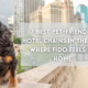 7 Best Pet-Friendly Hotel Chains in the USA: Where Fido Feels at Home