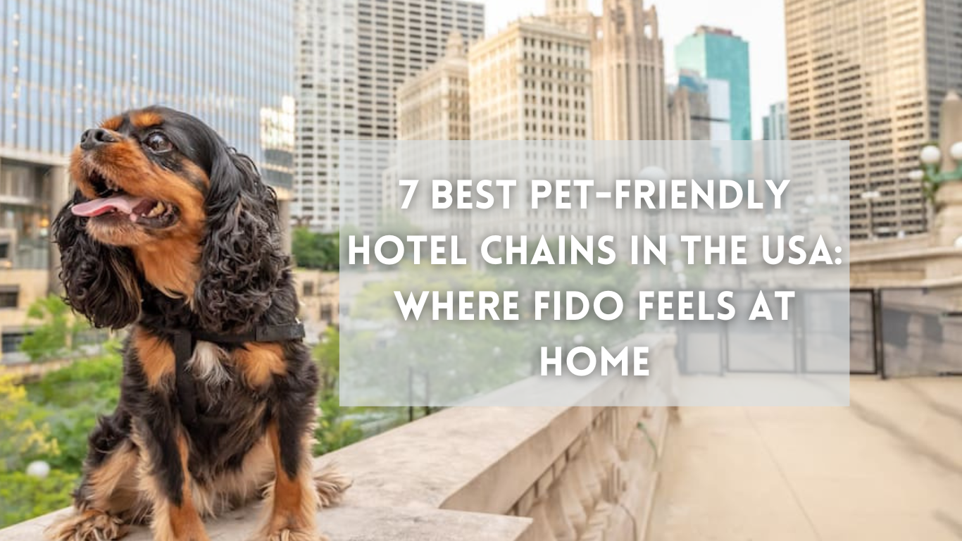 7 Best Pet-Friendly Hotel Chains in the USA: Where Fido Feels at Home